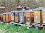 100% natural mountain honey, premium grade. - photo 10