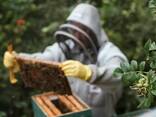 100% natural mountain honey, premium grade. - photo 14