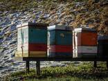 100% natural mountain honey, premium grade. - photo 15