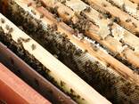 100% natural mountain honey, premium grade. - photo 16