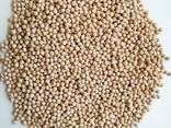 7mm Chickpeas - photo 1