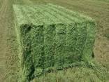 Alfalfa hay and pellets