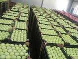 Apples fresh - photo 1