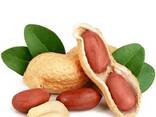 Peanuts from Uzbekistan - фото 1