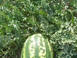 Арбузы из Узбекистана - фото 8