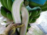Banana Cavendish - photo 3