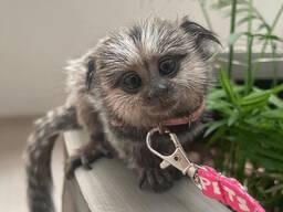 Beautiful Marmoset monkeys available.