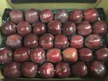 Best apples from Poland wholesale - фото 4