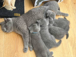 British Shorthair