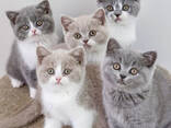 British Shorthair kittens - photo 1