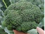 Broccolli 2025 from sunny Uzbekistan - фото 3