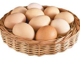 بيض دجاج C1 بالجملة - Яйцо куриное C1 оптом