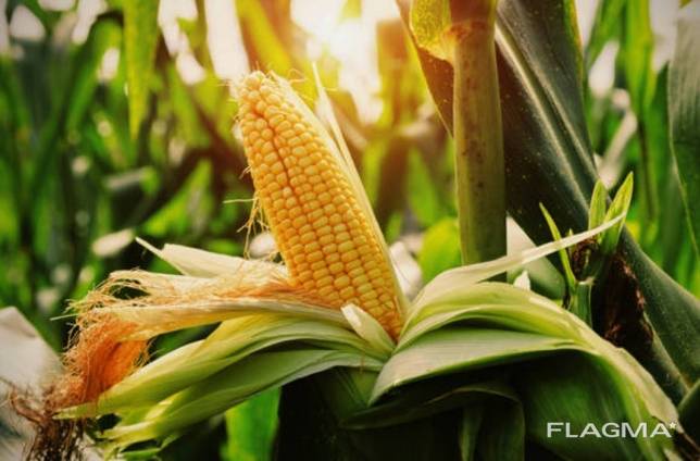 Corn feed