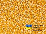 Corn Кукуруза - фото 1