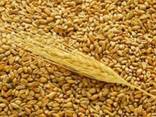 Corn, Wheat, Barley, Sunflower oil - фото 1