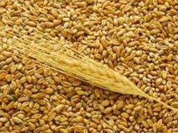 Corn, Wheat, Barley, Sunflower oil