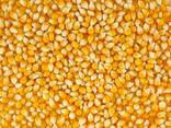 Corn, Wheat, Barley, Sunflower oil - photo 2