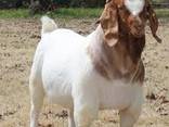 Discount Prices 100% Full Blood Live Boer Goats / 100% Pureb - photo 1