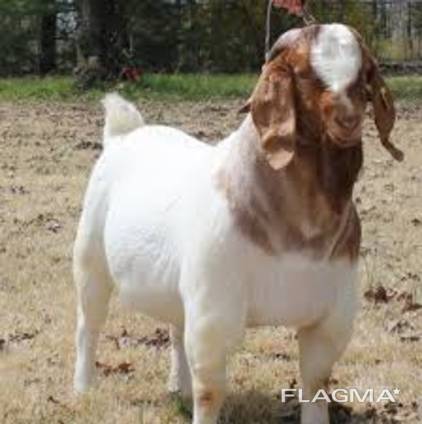 Discount Prices 100% Full Blood Live Boer Goats / 100% Pureb