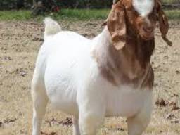 Discount Prices 100% Full Blood Live Boer Goats / 100% Pureb
