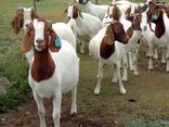 Discount Prices 100% Full Blood Live Boer Goats / 100% Pureb - photo 3