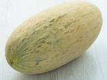 Дыня сорт торпеда из Узбекистана - фото 1