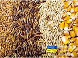 Feed Barley \ Ячмень Фуражный - фото 1