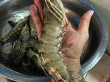 Fresh Shrimps - фото 1