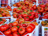 Fresh Tomatoes, Type El Bandito from Turkmenistan - photo 5
