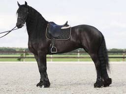 Friesian horse gelding