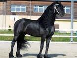 Friesian horse need new home - photo 1