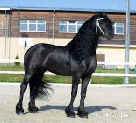Friesian horse need new home