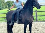 Friesian horse need new home - photo 2