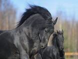Friesian horse need new home - photo 3