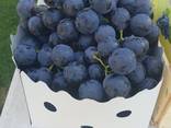 Grape Macedonia - photo 2