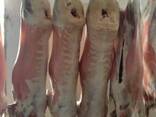 Halal lamb meat - photo 1