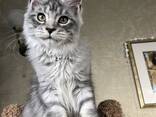 Kitten Maine Coon - photo 5