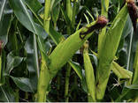 Кукуруза - фото 1