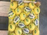 Лимон ламас - фото 8