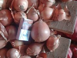 Лук Манас оригинал Лук Стардас оригинал