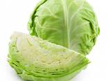 Молодая капуста из Узбекистана - фото 1