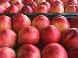 Nektarin peach нектарины и персики - фото 2