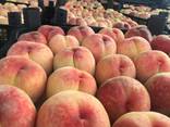 Nektarin peach нектарины и персики - фото 5