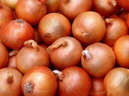 Onion