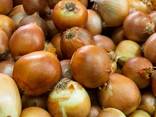 Onion - фото 3