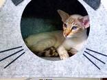 "Оriental Сat " Ориентальная Восточная Кошка - фото 6