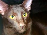 "Оriental Сat " Ориентальная Восточная Кошка - фото 7