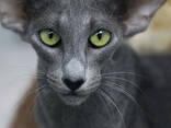"Оriental Сat " Ориентальная Восточная Кошка - фото 12