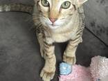 "Оriental Сat " Ориентальная Восточная Кошка - фото 16