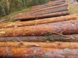 Pine sawn timber any size , Belarus - photo 5